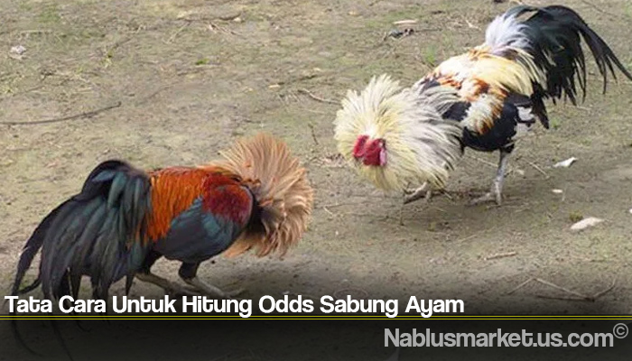 Tata Cara Untuk Hitung Odds Sabung Ayam